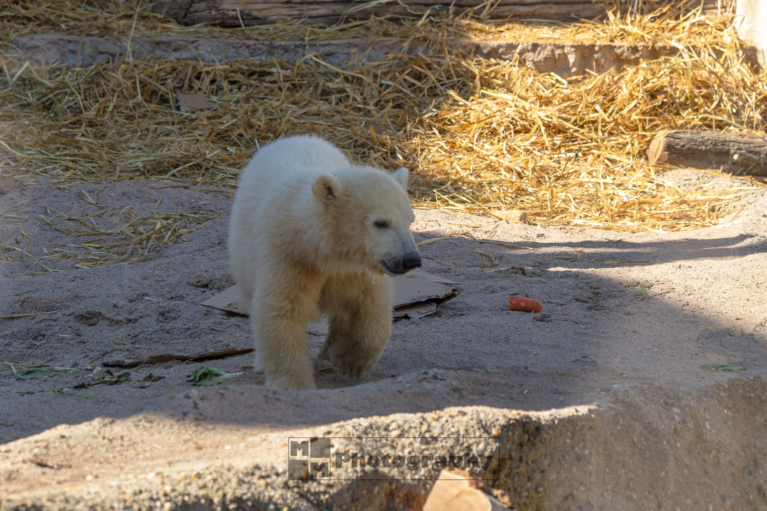 Zu Besuch beim kleinen Eisbär MiKa