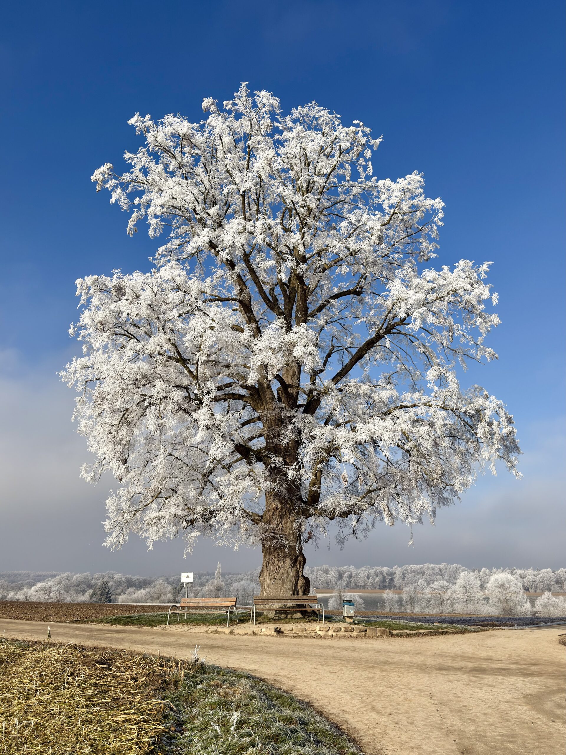 Klingenlinde im Winterkleid